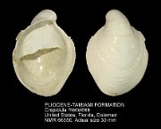 PLIOCENE-TAMIAMI FORMATION Crepidula maculosa